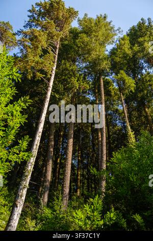 Green coniferous forest trees reaching high toward clear blue sky, creating natural woodland ecosystem Stock Photo