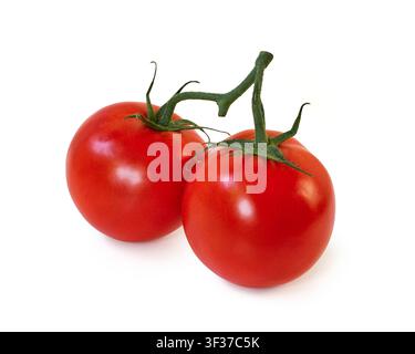 Fresh red tomatoes on vine isolated on white background Stock Photo