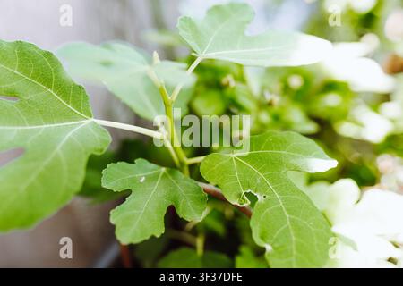 fig sprout in the garden Stock Photo