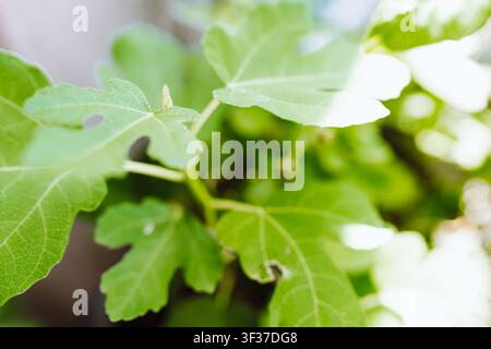 fig sprout in the garden Stock Photo