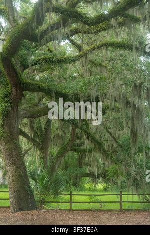 Spanish moss hanging on Southern Oak Tree, Georgia USA Stock Photo