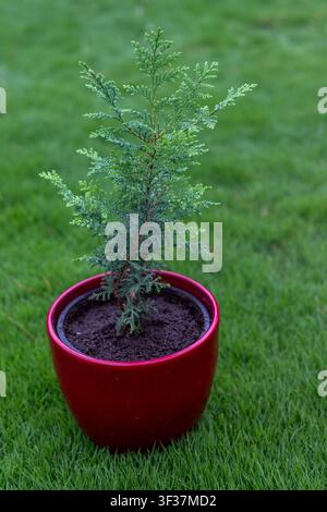 Overhead Top Down View of Potted Juniper Plant on Green Lawn Stock Photo
