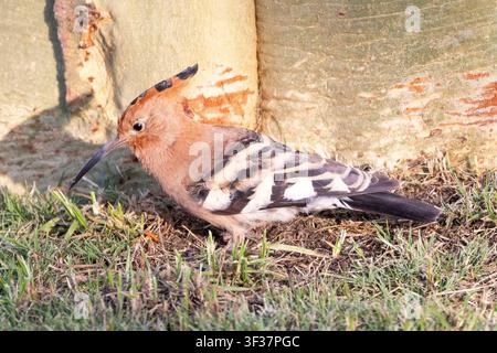 African Hoopoe (Upupa africana) on grass, Western Cape, South Africa in summer  foraging at base of tree at sunset Stock Photo