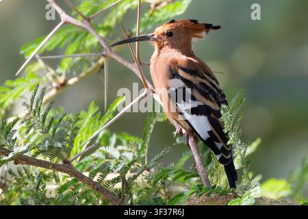 African Hoopoe (Upupa epops africana) perched in Fever Tree, Western Cape, South Africa in autumn Stock Photo