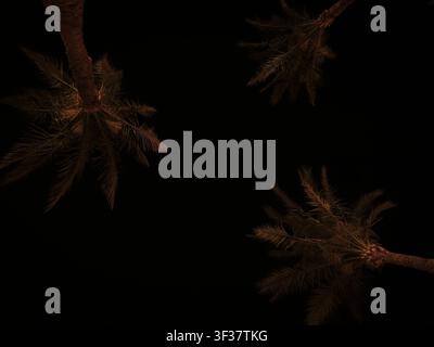 Silhouetted palm tree against deep night sky with dramatic frond shapes, low angle tropical nightscape Stock Photo