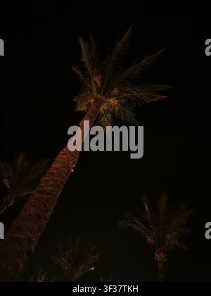 Silhouetted palm tree against deep night sky with dramatic frond shapes, low angle tropical nightscape Stock Photo