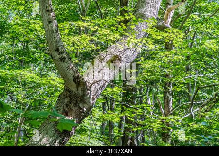 A sugar maple with dense, light-green foliage lines the Lone Shieling Circular Trail in Cape Breton Highlands National Park, Nova Scotia, Canada. The circular trail, which is around 600 metres long and runs at the foot of North Mountain, winds its way through one of the province’s oldest stands of maple trees Stock Photo