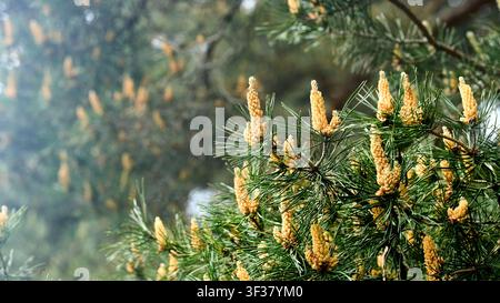 Male pine cones growing on branches with green needles under spring sunlight, creating yellow pollen clouds in blurry soft forest background, natural Stock Photo