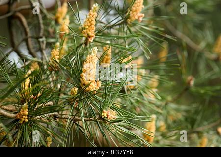 Male pine cones growing on branches with green needles under spring sunlight, creating yellow pollen clouds in blurry soft forest background, natural Stock Photo