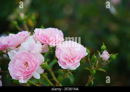 Close-up of a pink 'The Fairy' groundcover rose. High quality photo Stock Photo