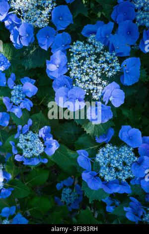 SATTE, JAPAN - JUNE 2026: Close-up detail of vibrant blue lacecap hydrangea flowers blooming at Gongendo Tsutsumi. Stock Photo