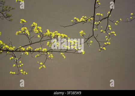 This beautiful nature photograph captures a detailed graphic view of a blooming acer platanoides commonly known as a Norway maple tree branch during a Stock Photo