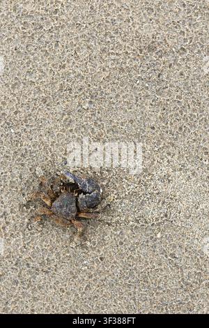 A crab in the sand at Indian Beach at Ecola State Park during a minus tide, on the Oregon coast. Stock Photo