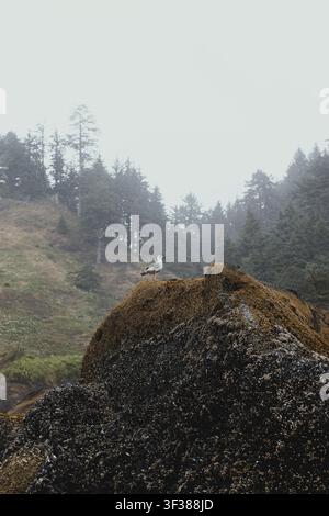 A seagull perched on a rock at Indian Beach at Ecola State Park during a minus tide, on the Oregon coast. Stock Photo