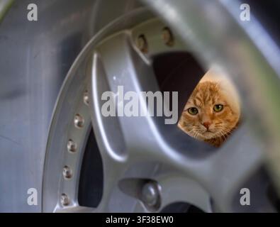 Domestic ginger tabby cat peeking through a car wheel rim in a unique framing composition. Stock Photo