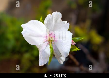 A single white cherry blossom bloom in selective focus, showcasing elegant petals and fine botanical details during the spring season. Stock Photo