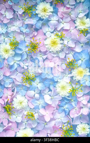Close-up of natural hydrangea flowers in blue, lilac, and pink tones, full-frame floral background. Top view, copy space Stock Photo