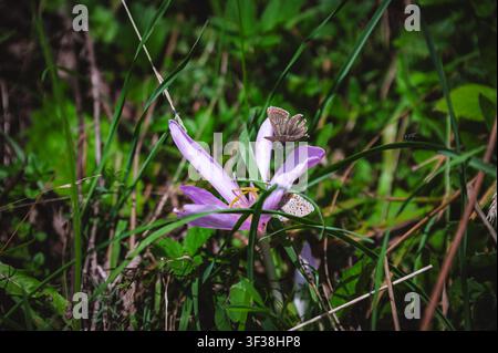 Close up of a small butterfly perched on a wild purple saffron flower among green grass in a field. Stock Photo