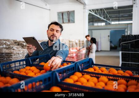 Man checking oranges supply chain and quality control with tablet Stock Photo