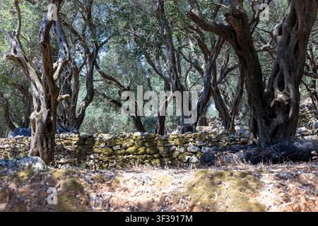 Twisted olive trees standing in an ancient grove, featuring a rustic stone wall covered in moss and dry soil Stock Photo