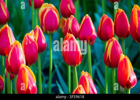 Vibrant pink and yellow tulips bloom close up in spring garden. Beautiful colorful flowers on blurry green background. Soft natural light concept. Flo Stock Photo