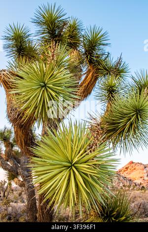 A close-up view of Joshua tree branches with multiple spiky leaf rosettes reaching upward against a clear blue sky. Stock Photo
