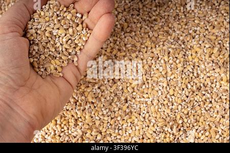 Pearl barley grains in hand macro photo on blurred background. Raw peeled cereal handful, organic pearl barley with selective focus Stock Photo