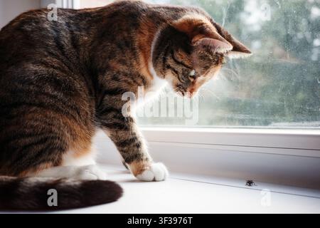 Playful house cat stalking fly on windowsill, hunting instinct of domestic feline, indoor pet ready to catch insect. Stock Photo