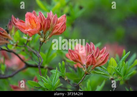 Rhododendron japonicum (A.Gray) Suringar blooming with vibrant coral-orange flowers and flower buds. Botanical close-up of Japanese azalea. Stock Photo