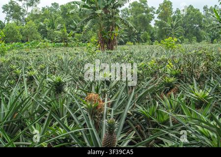 A densely planted agricultural field featuring rows of pineapple plants with visible fruit growing among green foliage and a palm tree in the background. Stock Photo