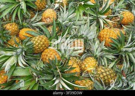Cluster of ripe pineapples growing on a pineapple plant with long green leaves in a natural setting. Stock Photo