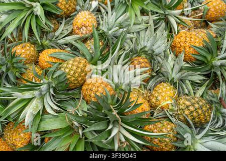 A cluster of ripe pineapples growing on a pineapple plant with long, spiky green leaves. Stock Photo