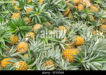 Close-up view of ripe pineapples growing on a pineapple plant with green spiky leaves. Stock Photo