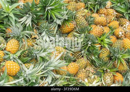 A dense cluster of ripe pineapples growing among green spiky leaves on a pineapple plant. Stock Photo