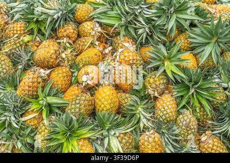 A cluster of ripe pineapples growing on a pineapple plant with green spiky leaves. Stock Photo