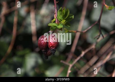 Wrinkled Red Rose Hips (Rosa canina) with Emerging Green Leaves in an Early Spring Close-Up Stock Photo