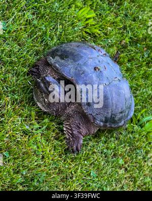 Large snapping turtle on green grass in natural outdoor habitat, showing full body, shell texture, and reptile detail in daylight. Stock Photo