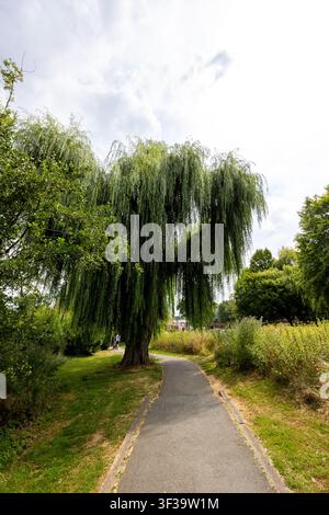 A weeping willow arches over a footpath in Phillips Memorial Park, a riverside park beside the River Wey in Godalming, Surrey, England. Stock Photo
