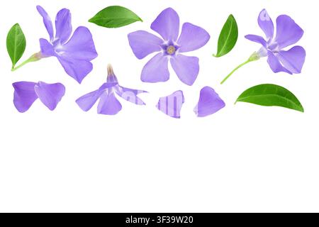 wild periwinkle flowers isolated on white background. Top view with copy space for your text. Flat lay. Stock Photo