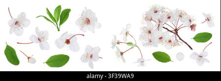 cherry flowers isolated on white background. Top view. Flat lay Stock Photo