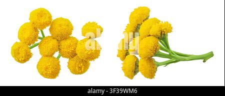 Tansy flower or Tanacetum vulgare isolated on white background Stock Photo
