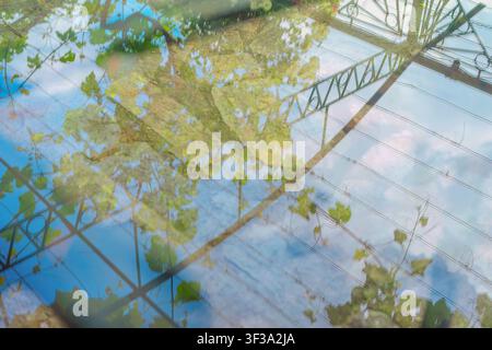 Reflection of grapevines and metal pergola in water. Dreamlike reflection of grapevine leaves, blue sky, metal pergola structure on water surface Stock Photo