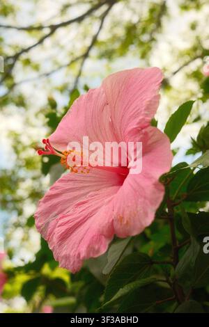 Pink hibiscus flower blooming in a tropical garden on Oahu, Hawaii. Stock Photo