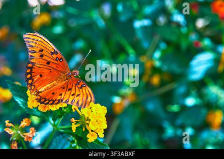 Orange Butterfly Resting on Yellow Flower in Lush Garden Close Up Stock Photo