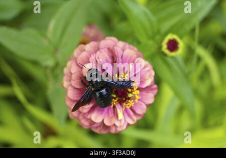 A blue-black carpenter bee (Xylocopa violacea) perched on a zinnia (Zinnia) in Schwaebisch Gmuend, Baden-Wuerttemberg, Germany Stock Photo