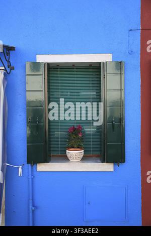 Single flower pot with red flowers on a window sill with dark shutters in front of a blue and red facade, blue house wall with window and floral deco Stock Photo