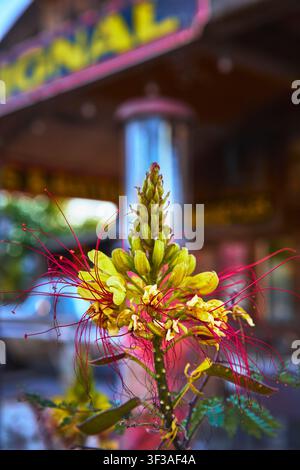 Yellow and Red Desert Flower in Focus with Vintage Gas Pump Background Stock Photo