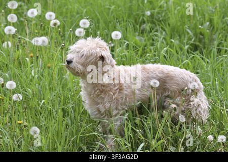 Cockapoo is a cross between a cocker spaniel and poodle Stock Photo