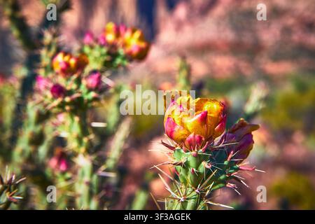 Cactus Flower in Bloom with Spines and Desert Background in Vibrant Sunlight Stock Photo