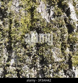 Green moss on bark of an old tree Stock Photo